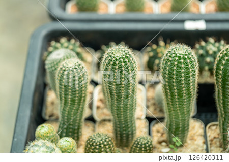 Cactus growth showcase greenhouse nature indoor close-up botanical beauty 126420311