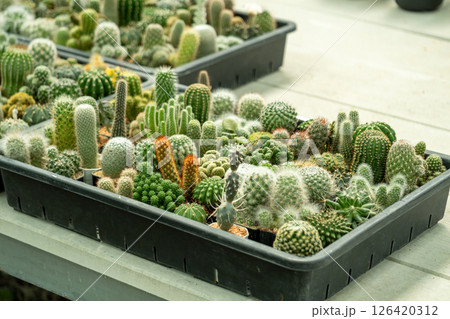 Cactus showcase botanical garden plant display indoor environment close-up desert inspiration Cactus showcase botanical garden plant display indoor environment close-up desert inspiration 126420312