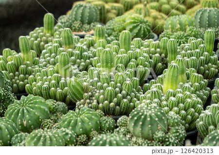 Cactus garden oasis desert landscape nature serene environment close-up viewpoint Cactus garden oasis desert landscape nature serene environment close-up viewpoint 126420313