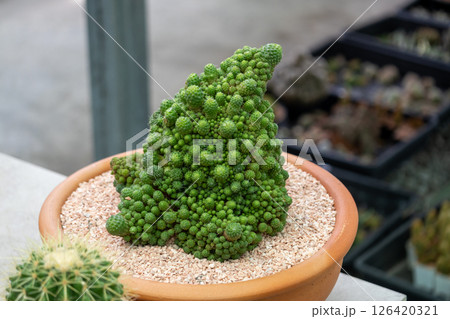 Unique cactus formation display greenhouse nature close-up view botanical concept 126420321