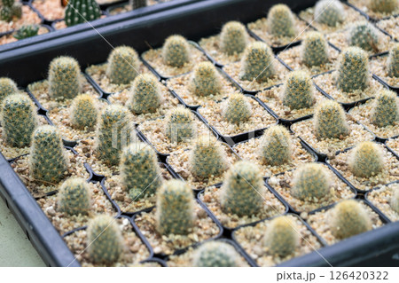 Vibrant cactus growth greenhouses nature indoor environment close-up view 126420322