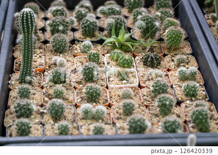 Cacti care event exploring unique cactus varieties nature's garden environment Cacti care event exploring unique cactus varieties nature's garden environment 126420339