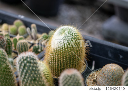 Vibrant cactus collection a greenhouse close-up nature indoor detailed view 126420340