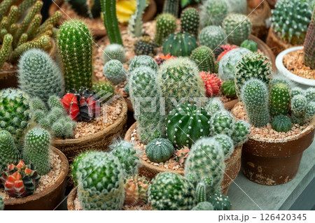 Vibrant cactus collection at a local nursery potting workshop indoor garden close-up view 126420345