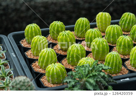 Vibrant cactus growth a greenhouse captivating nature scene indoor garden close-up view Vibrant cactus growth a greenhouse captivating nature scene indoor garden close-up view 126420359