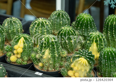 Vibrant cactus display at local nursery indoor plant showcase green environment close-up view 126420364