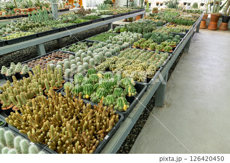 Vibrant cactus collection greenhouse plant showcase indoor environment wide angle nature's artistry 126420450