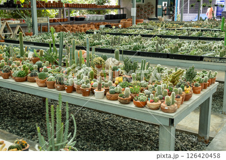 Cactus showcase at a vibrant nursery plant display indoor environment serene viewpoint Cactus showcase at a vibrant nursery plant display indoor environment serene viewpoint 126420458