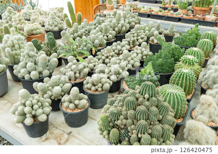 Vibrant cactus collection a botanical garden showcase of indoor nature's beauty Vibrant cactus collection a botanical garden showcase of indoor nature's beauty 126420475