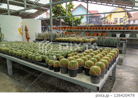 Cactus cultivation event at garden center urban setting plant showcase indoor view nature concept 126420479