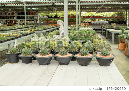 Cactus showcase greenhouse plant display indoor wide angle botanical serenity 126420480