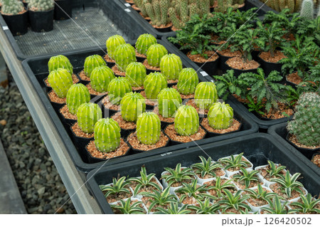 Cacti display greenhouse nursery nature vibrant green environment close-up view 126420502