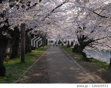 さくら咲く朝の弘前城公園の日常風景 126420551