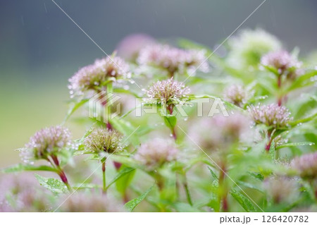 雨粒が付いた美女撫子の蕾 雨粒が付いた美女撫子の蕾 126420782