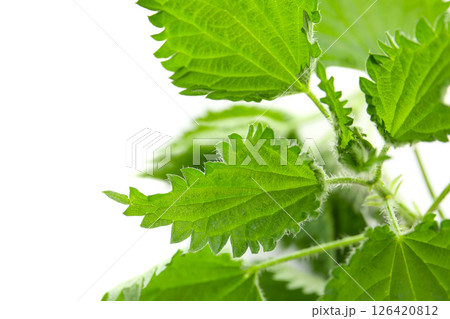 ネトルの葉っぱ、白バック ネトルの葉っぱ、白バック 126420812