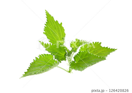 イラクサの葉っぱ、白バック イラクサの葉っぱ、白バック 126420826