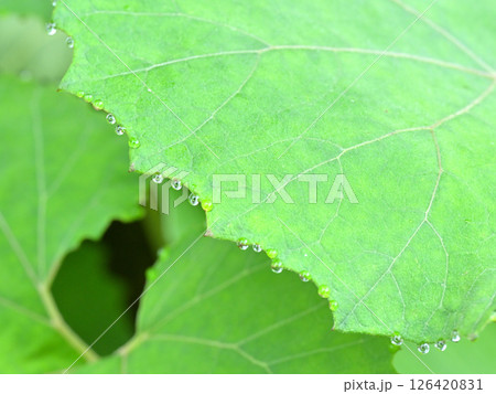 フキの葉の溢水現象 126420831