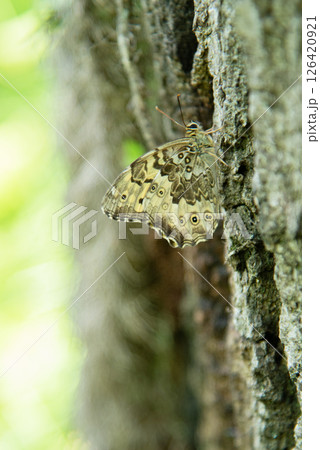 木に止まるヤマキマダラヒカゲチョウ 126420921