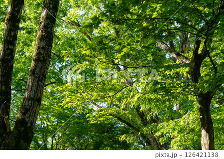 新緑イメージ 126421138