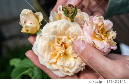 Gardener holding a rose flower with thrips living inside. Thrips are sap-sucking insects that can cause deformities in flowers, leaves, stems, and shoots. 126421141