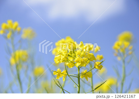 青空と菜の花のクローズアップ 青空と菜の花のクローズアップ 126421167