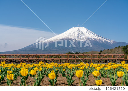 【山梨県】快晴の中の富士山と満開の黄色いチューリップ 【山梨県】快晴の中の富士山と満開の黄色いチューリップ 126421220