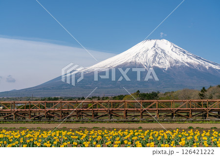 【山梨県】快晴の中の富士山と満開の黄色いチューリップ 126421222