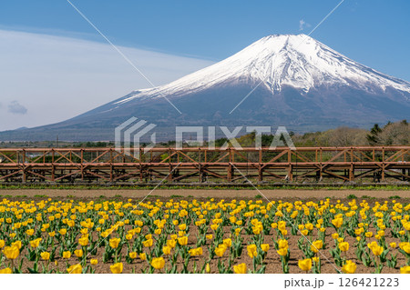 【山梨県】快晴の中の富士山と満開の黄色いチューリップ 126421223