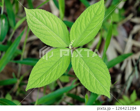 センリョウ科の山野草  フタリシズカの白い穂状花序 126421284