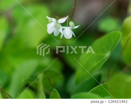 メギ科の山野草 バイカイカリソウの開花 メギ科の山野草 バイカイカリソウの開花 126421461