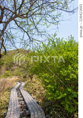 初夏の赤城山 覚満淵周遊路 初夏の赤城山 覚満淵周遊路 126421683