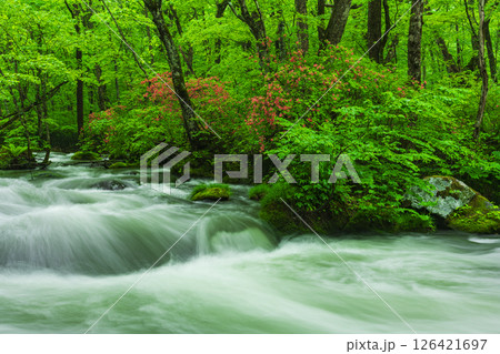 新緑と山ツツジの奥入瀬渓流三乱の流れ　 126421697