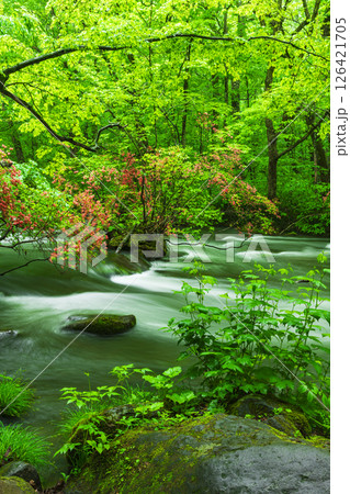 新緑と山ツツジの奥入瀬渓流三乱の流れ  新緑と山ツツジの奥入瀬渓流三乱の流れ  126421705