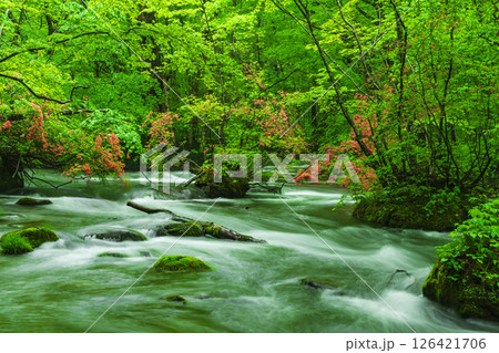 新緑と山ツツジの奥入瀬渓流三乱の流れ　 126421706
