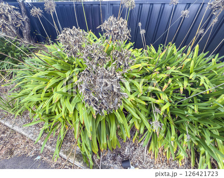 Dead flower heads on a vibrant green Agapanthus plant Dead flower heads on a vibrant green Agapanthus plant 126421723