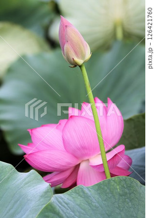 蓮の花と蕾 蓮の花と蕾 126421760