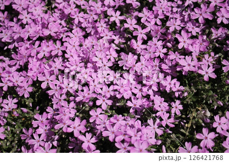 花壇一杯の芝桜 花壇一杯の芝桜 126421768