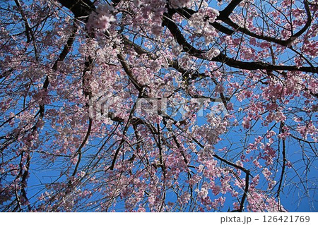 直ぐ近くで仰ぎ見た、満開の枝垂桜 直ぐ近くで仰ぎ見た、満開の枝垂桜 126421769
