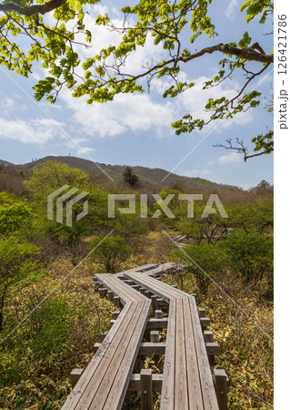 初夏の赤城山 覚満淵周遊路 初夏の赤城山 覚満淵周遊路 126421786