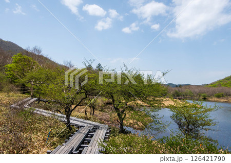 初夏の赤城山　覚満淵周遊路 126421790