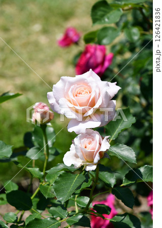 バラ「シュシュ」Rose "Chou Chou" バラ「シュシュ」Rose "Chou Chou" 126421836