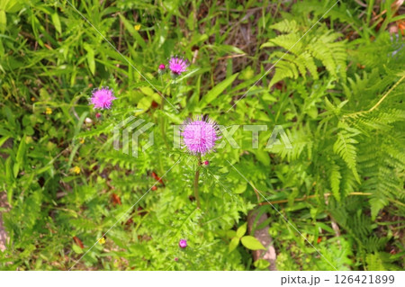 ノアザミ 花 ノアザミ 花 126421899