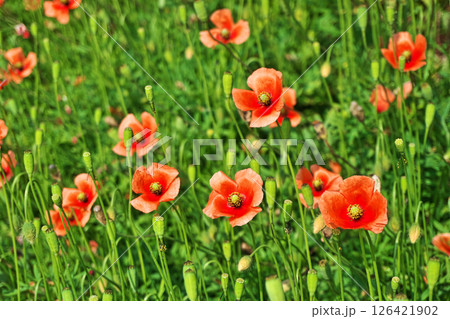 オレンジ色のナガミヒナゲシの花（春、五月） 126421902