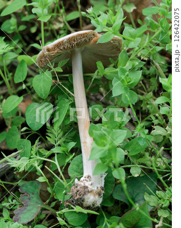 キノコの世界 ウラベニガサ科シロフクロタケ 126422075