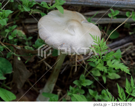 キノコの世界 ウラベニガサ科シロフクロタケ 126422076