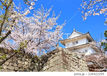 【香川県】桜咲く春の丸亀城(現存天守と石垣の名城) 【香川県】桜咲く春の丸亀城(現存天守と石垣の名城) 126422295