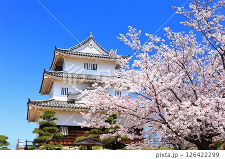 【香川県】桜咲く春の丸亀城（現存天守と石垣の名城） 126422299