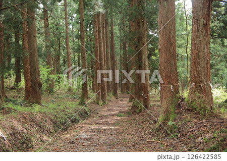 八海神社の杉並木 八海神社の杉並木 126422585