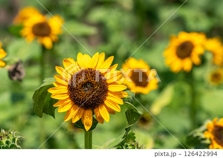 ひまわり畑に咲く真夏の花 ひまわり畑に咲く真夏の花 126422994