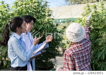 Cannabis Growth Assessment. A research team engaged in examining cannabis plants together in a greenhouse. 126423051